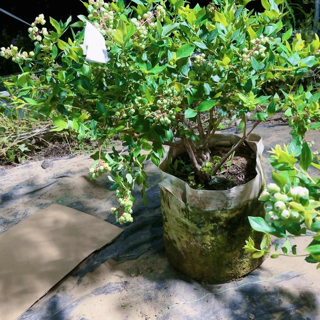 【闪购商品】完全开放