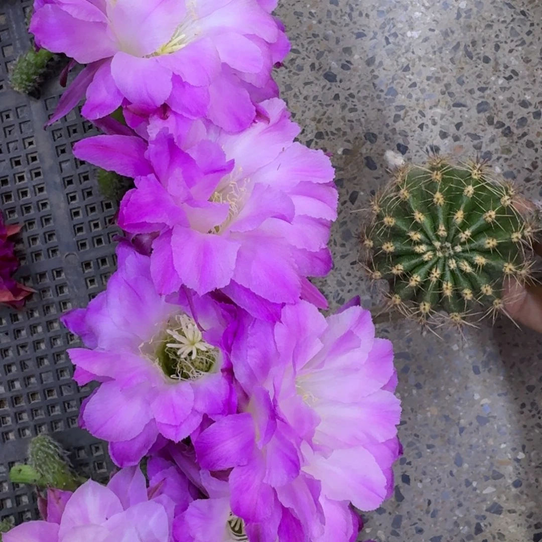 35彩草国色公主歪4公分左右无根侧牙，20包邮