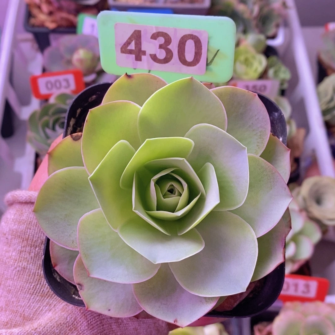 生长期山地玫瑰430