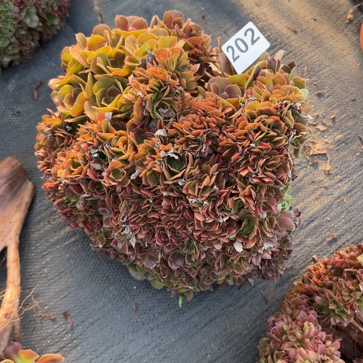 揽***昔多肉植物玫瑰缀202