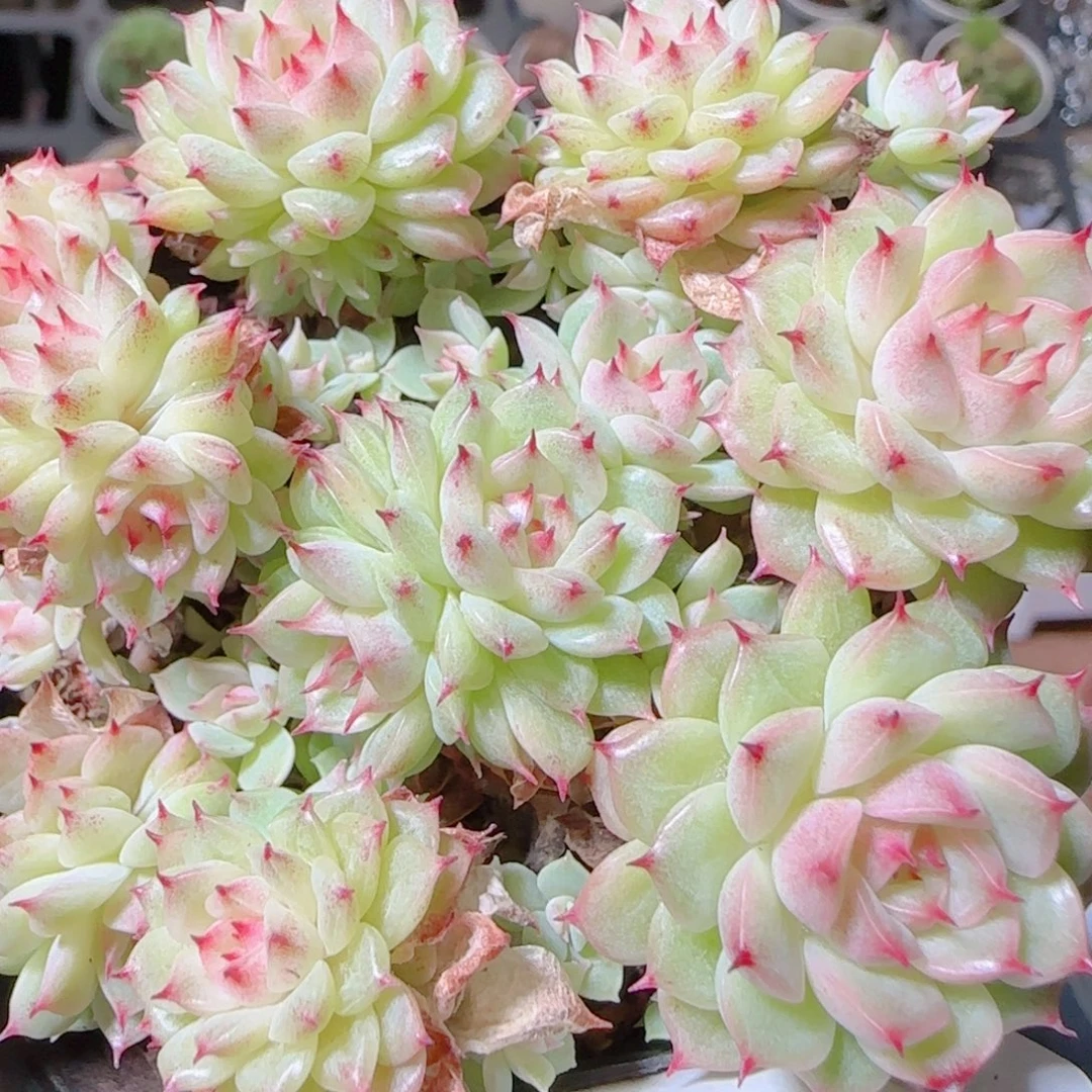 花语逸镜1103-519散