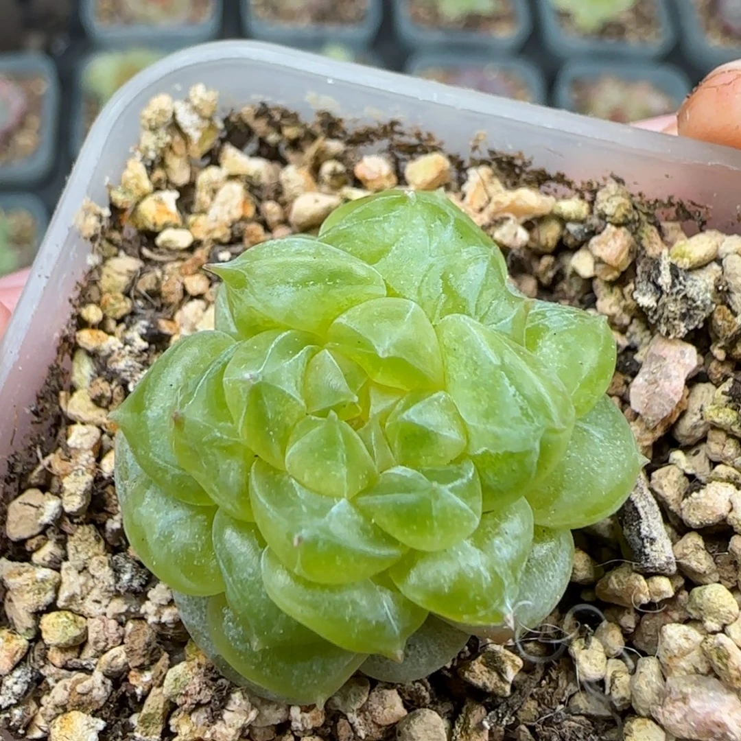 一物一拍大宁甜心T2石化