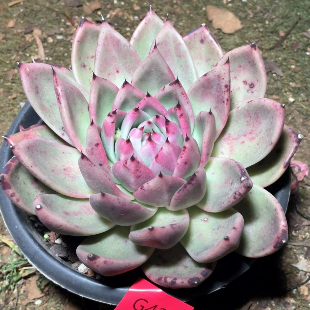 多肉植物多肉植物420