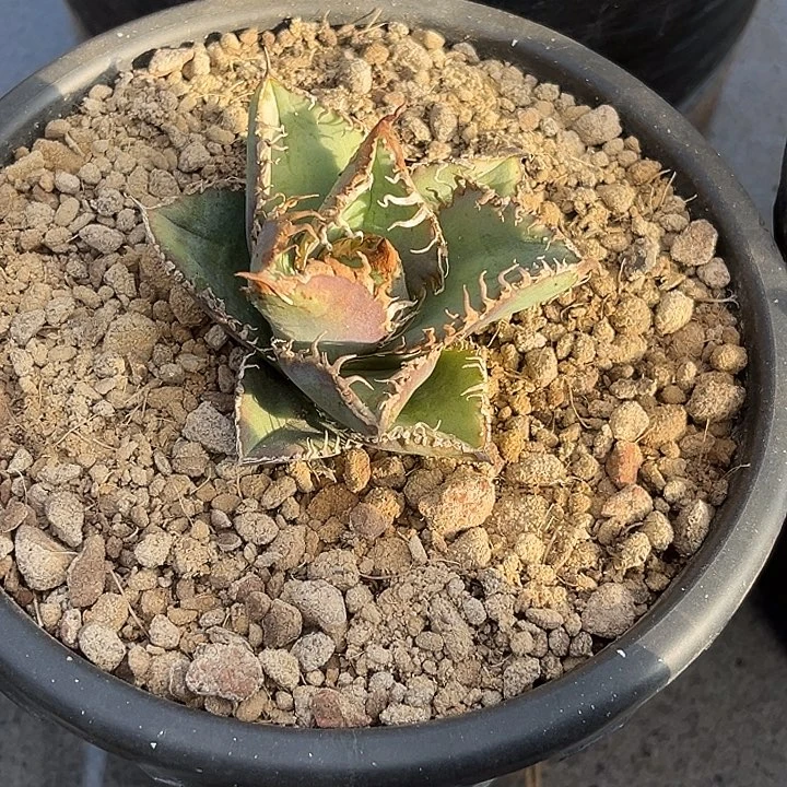 龙舌兰仁王冠苍龙