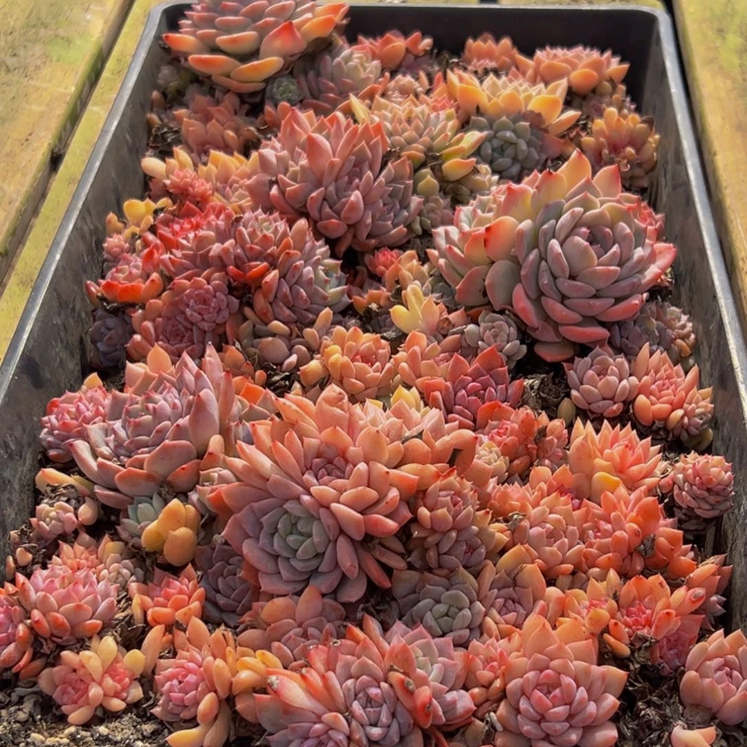 102大热天的一天从早上