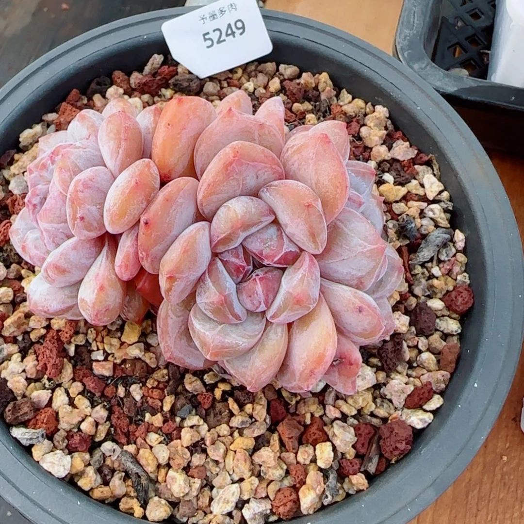 星影，5249多肉植物