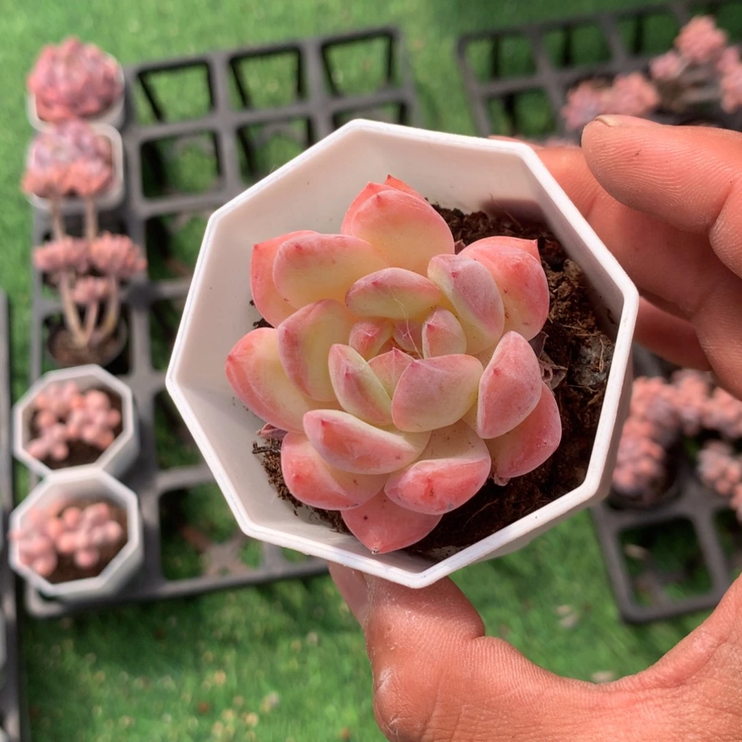 人工增水系统在国内已经