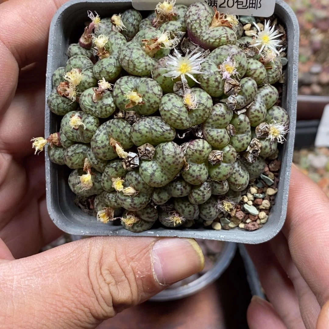 多肉蛋炒饭，感谢您相伴597