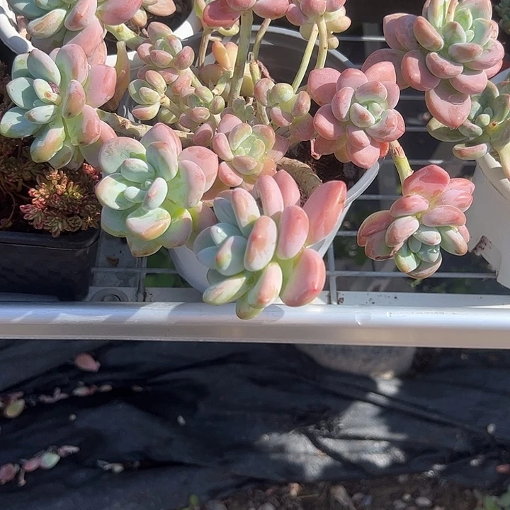 大盆樱花洛神多肉植物精品