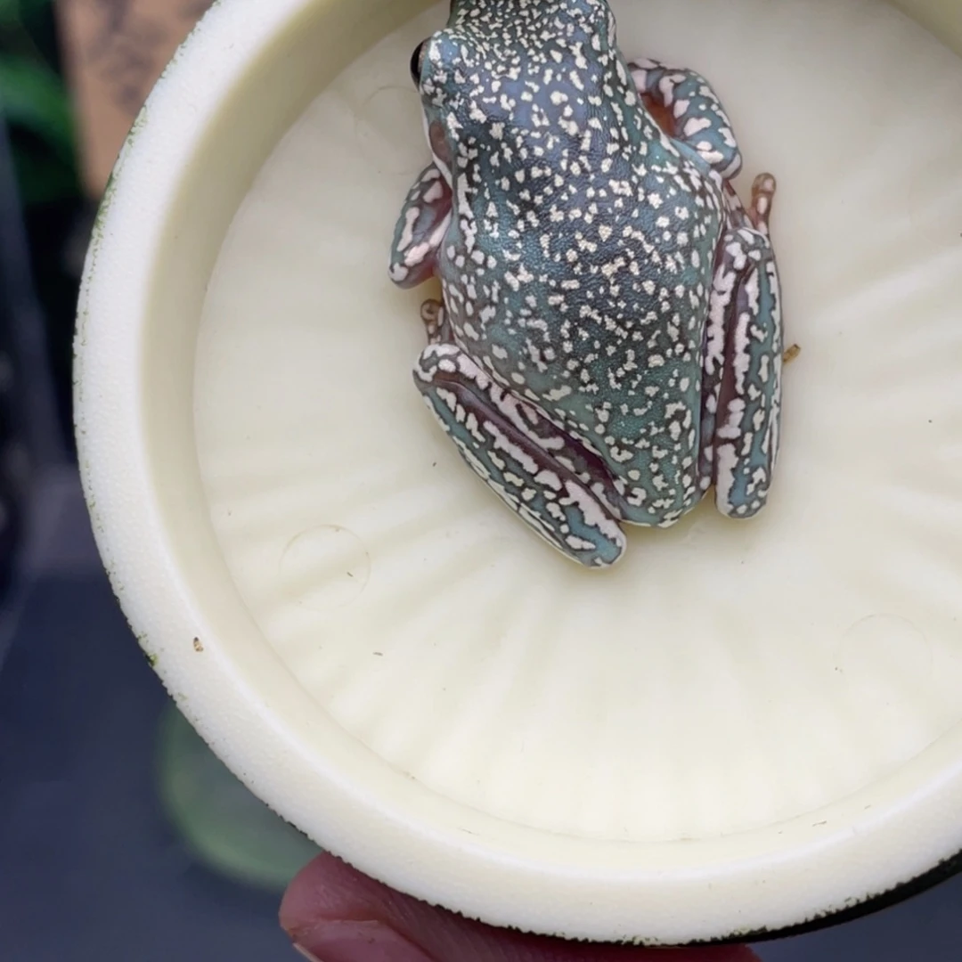 老爷树蛙3号顶级暴雪蓝，顶级花腿