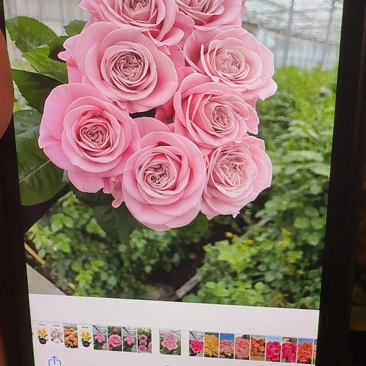 无花朵甜蜜叛逆一加