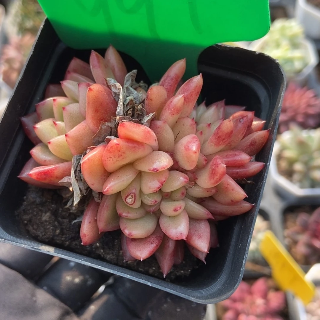 991红国王缀多肉植物