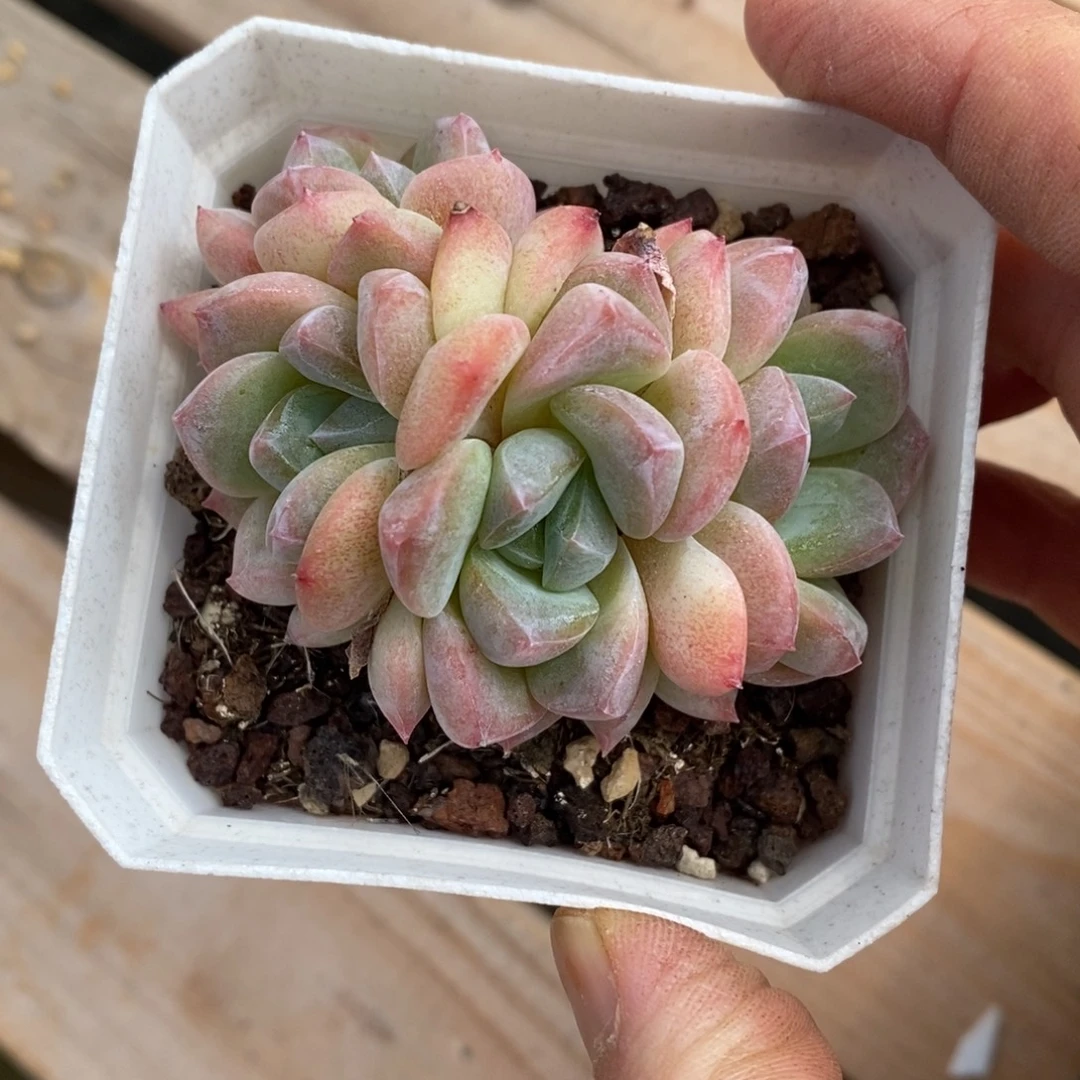 精品多肉一物一拍不包整97