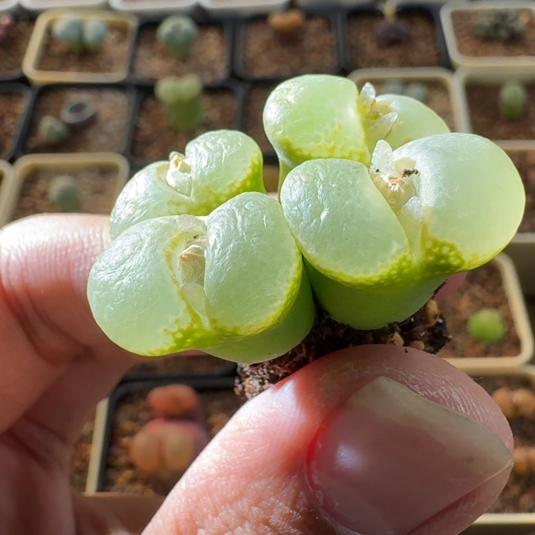 奶****云缦精品番杏18.30