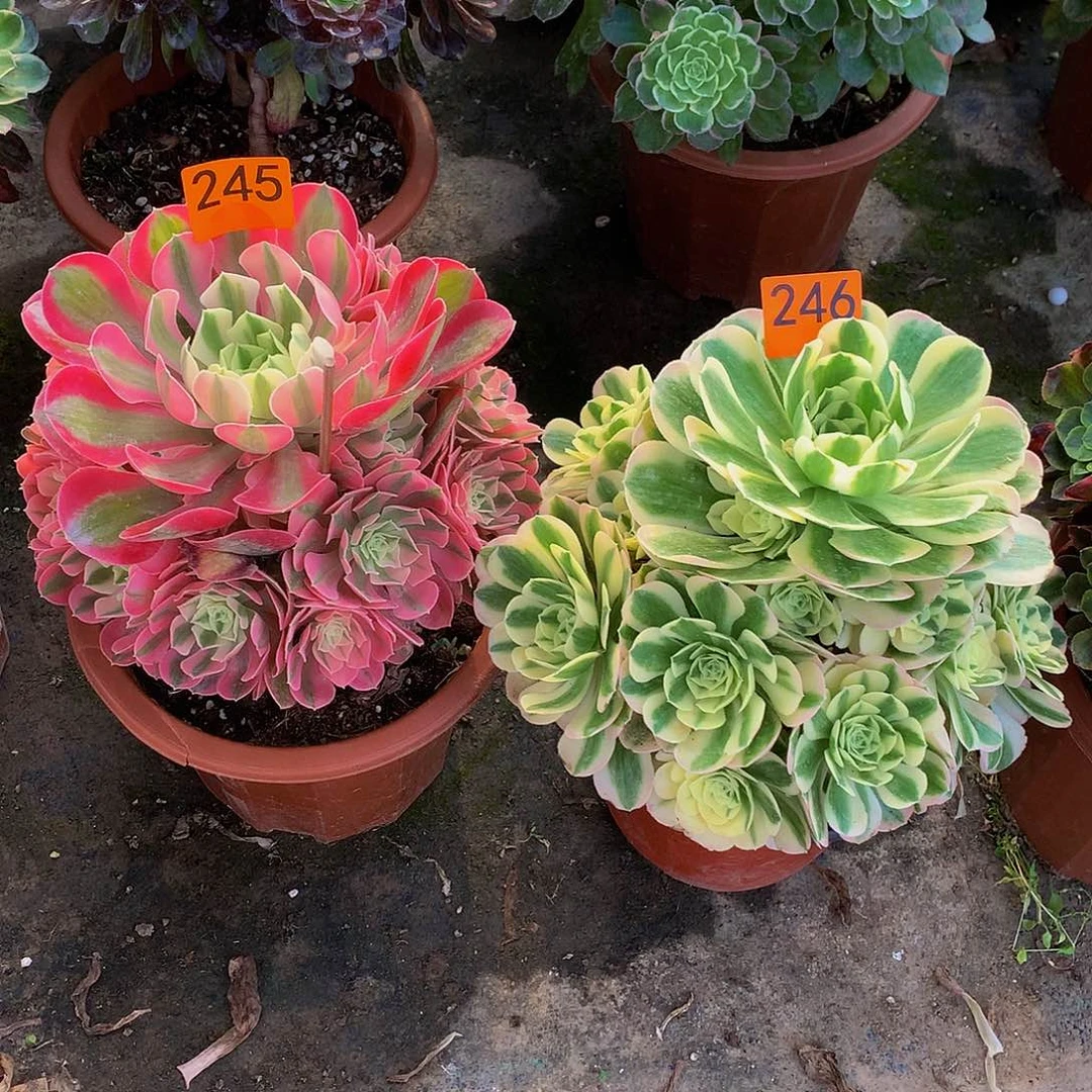 宝*多肉粉女巫绿豆沙嫩桩245.246