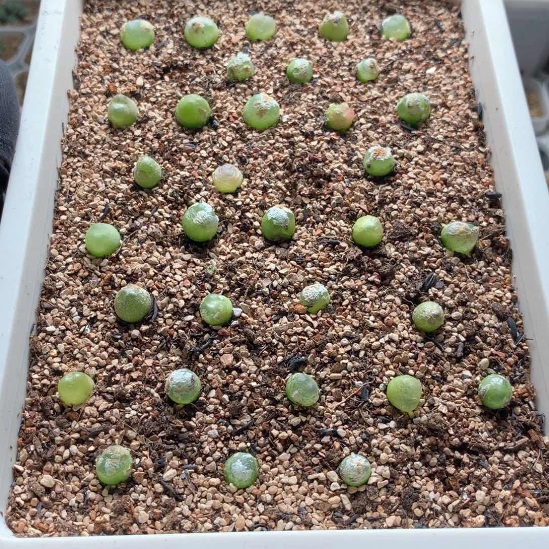 505大王拉登一盆