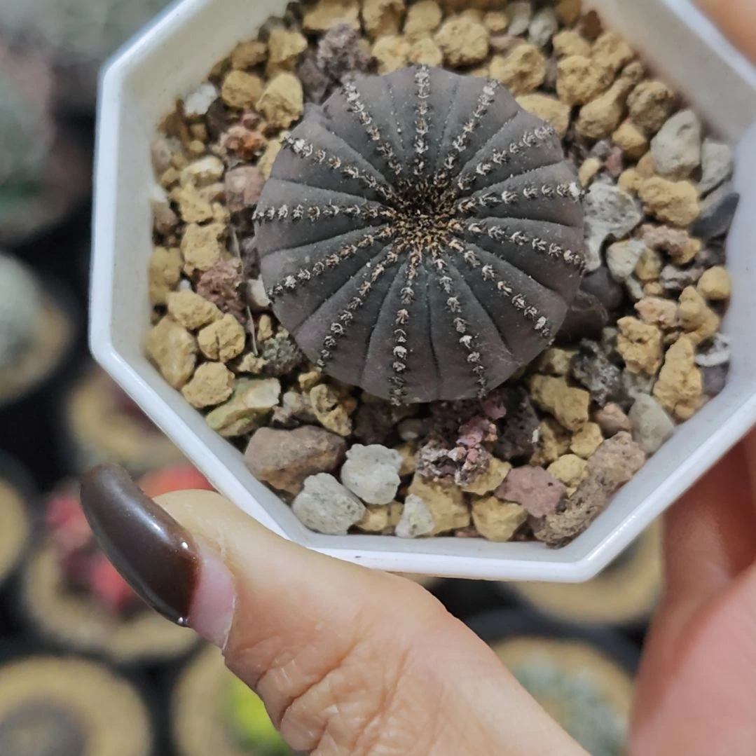 福利实生根紫皮大型士童