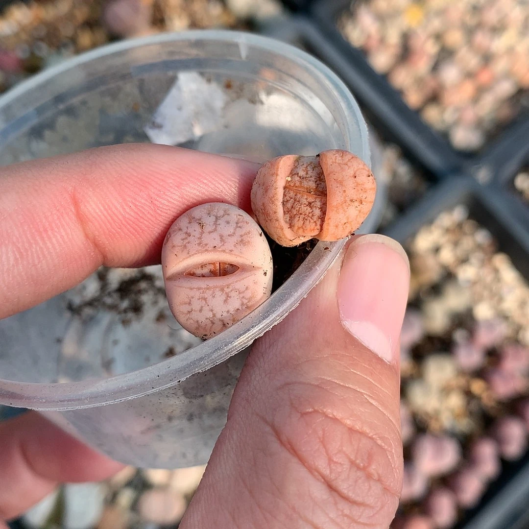 爱****见W47多肉植物保护