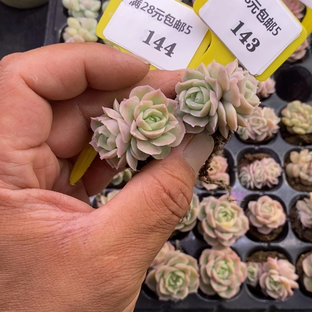 小***！5144.5143水晶虾饺多肉植物