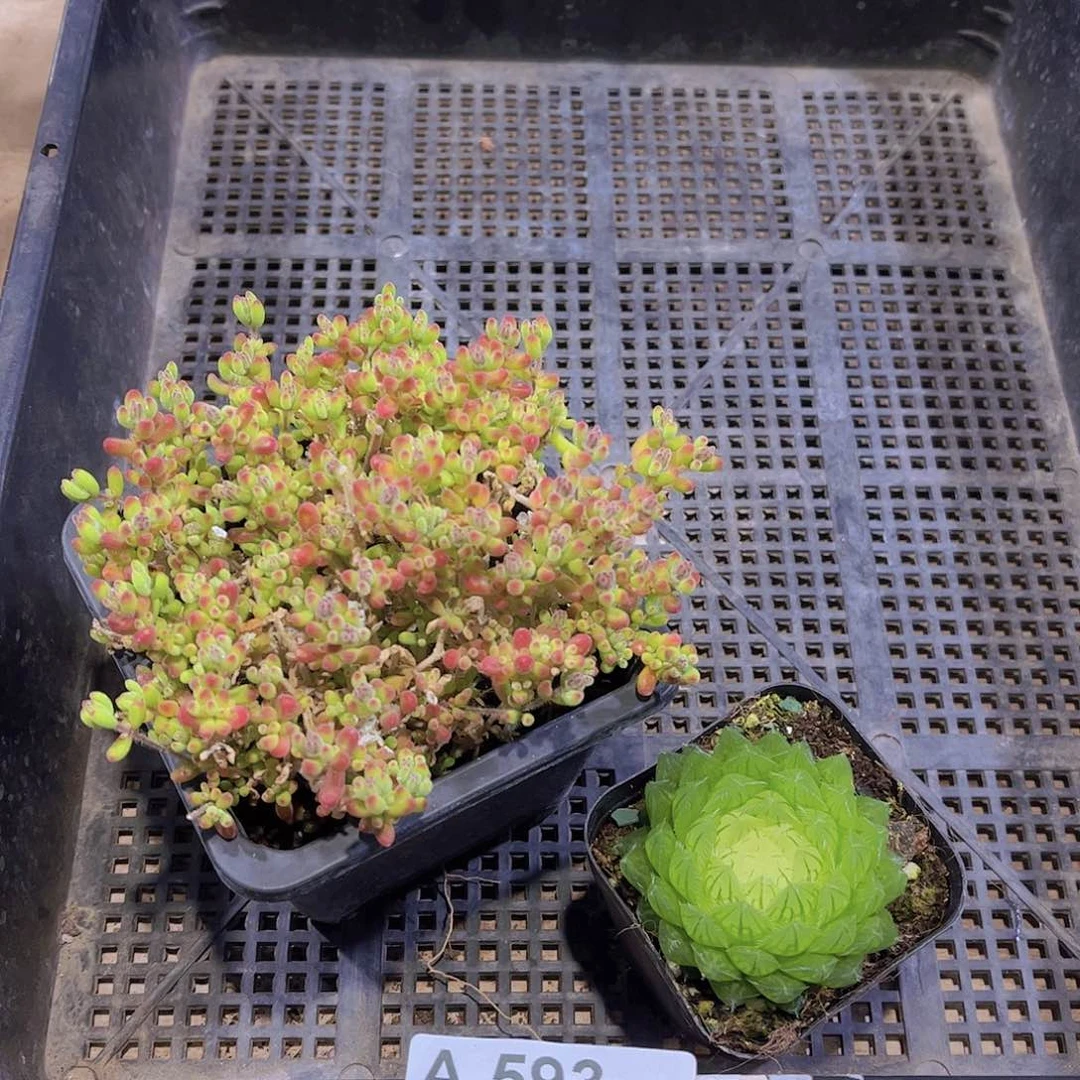 多肉593多肉植物