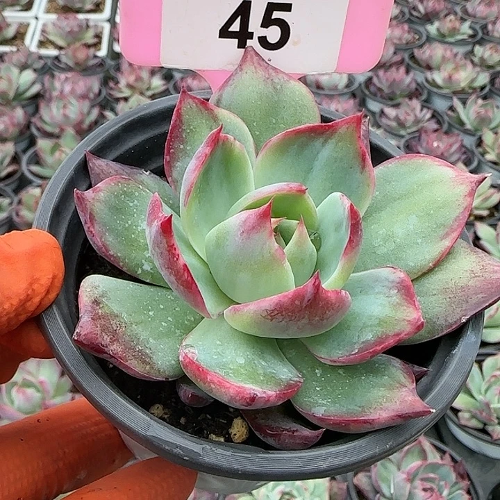 45 惊鸿仙子多肉植物6-9cm