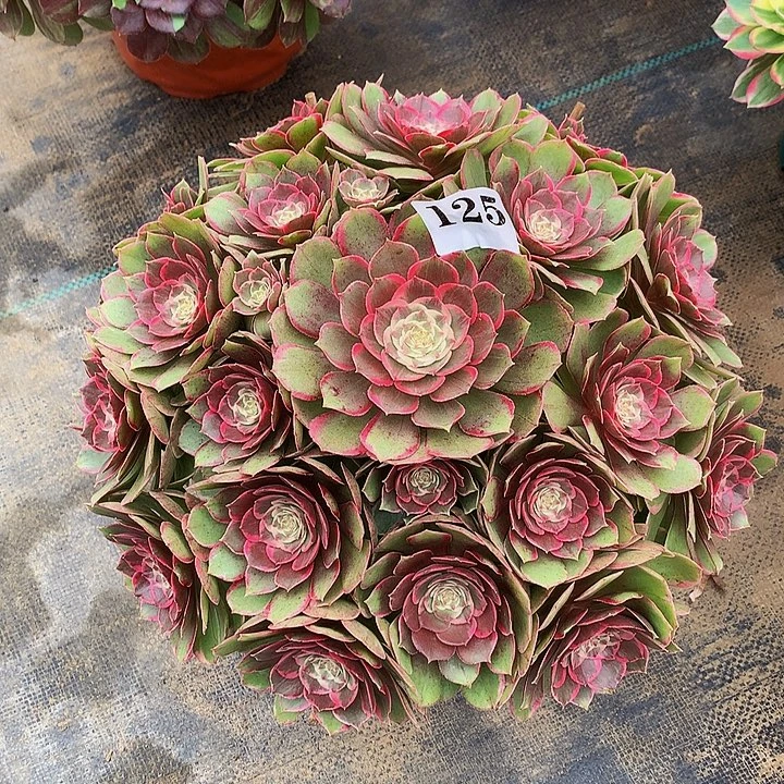 法师粉花妖12500000