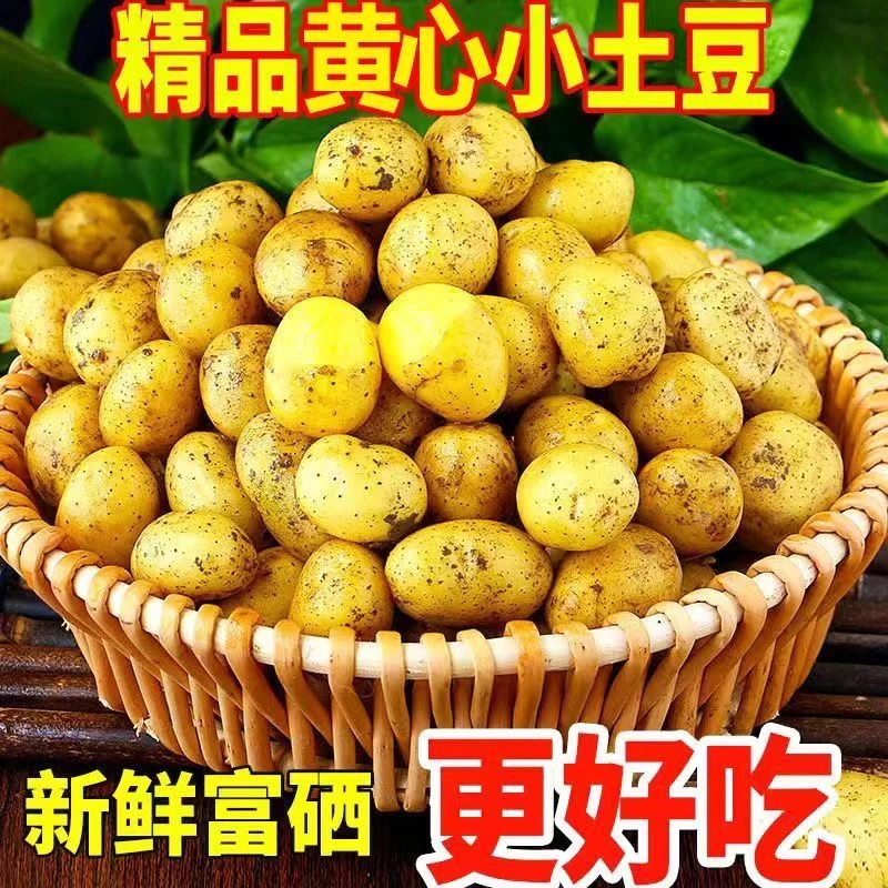 新鲜富硒马尔科小土豆迷你土豆洋芋软糯香甜农家种植新鲜产地直发