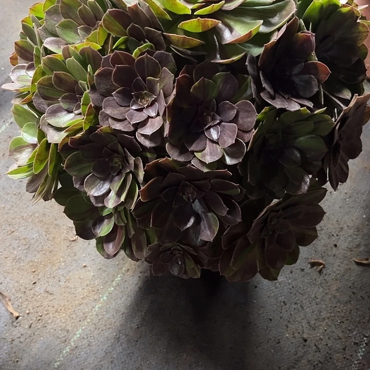 多肉植物花月夜锦……