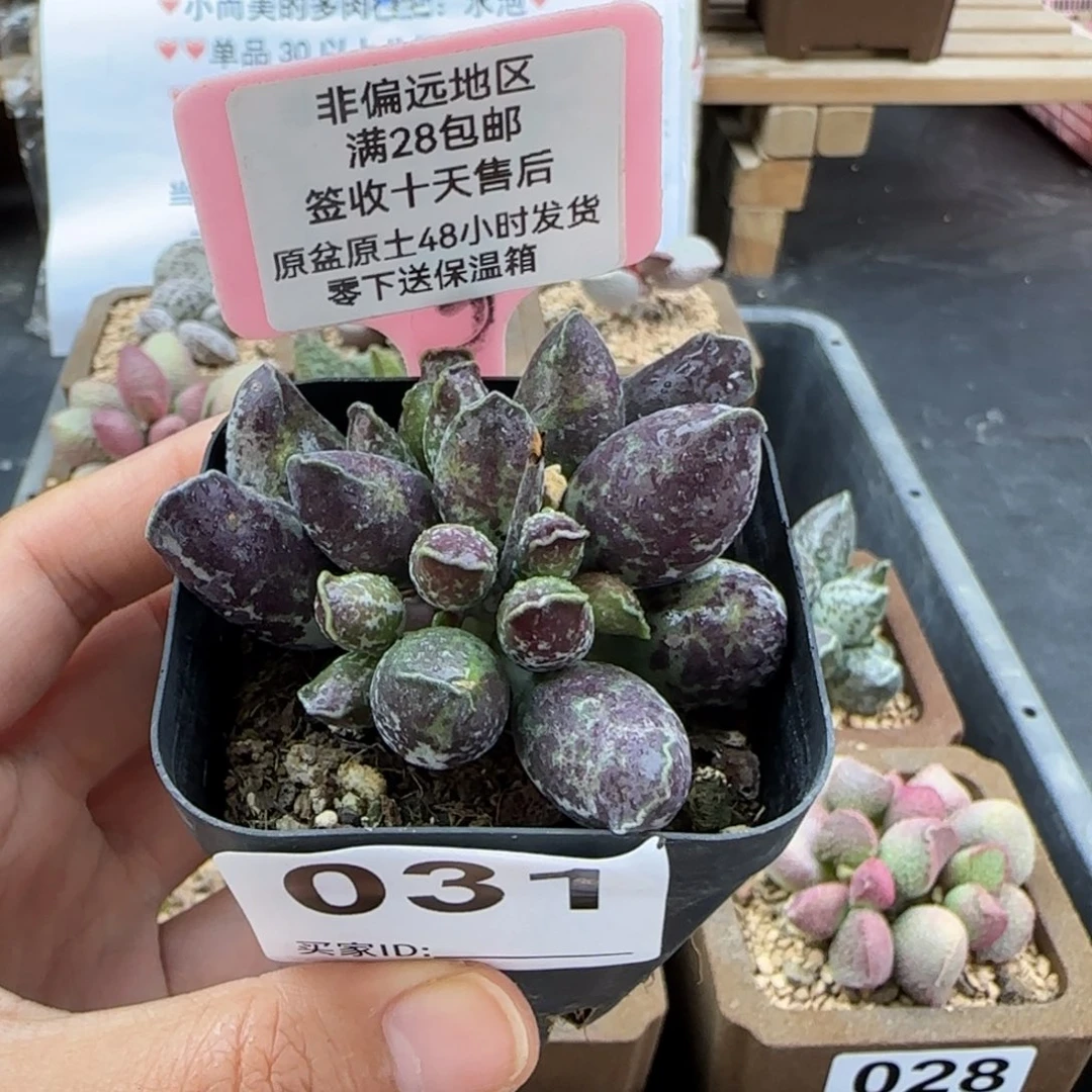 汤***波031紫肌海报二代