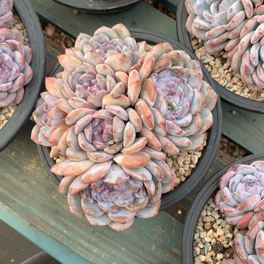 石榴籽花花花花花