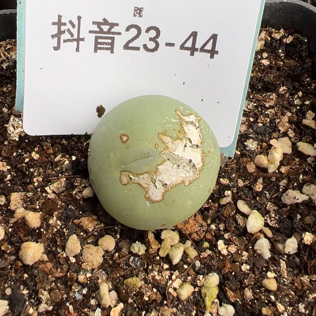 23-44白花大g多肉植物