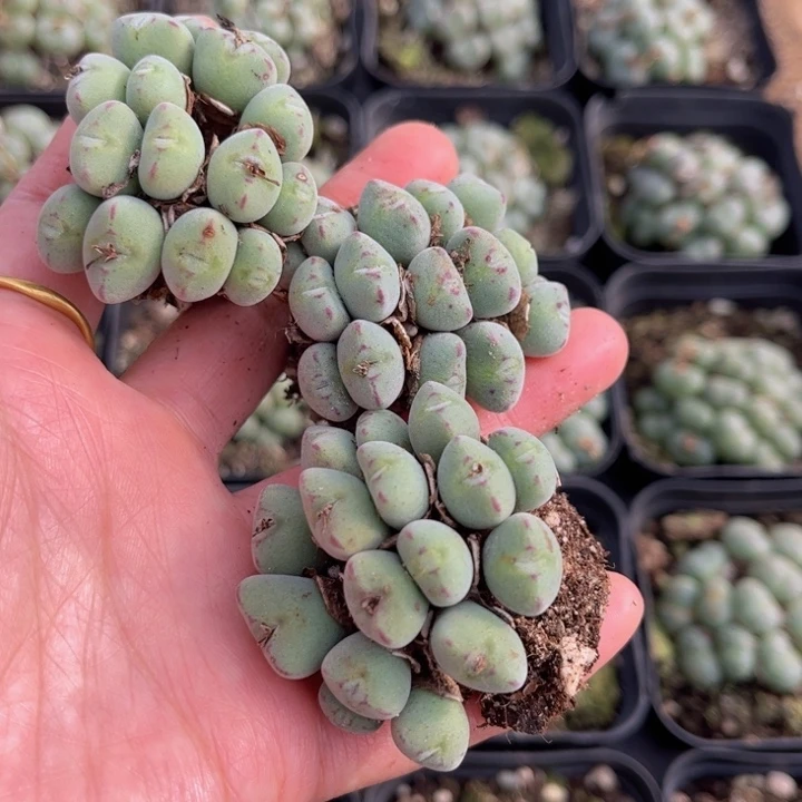 三颗口迪888888888888888