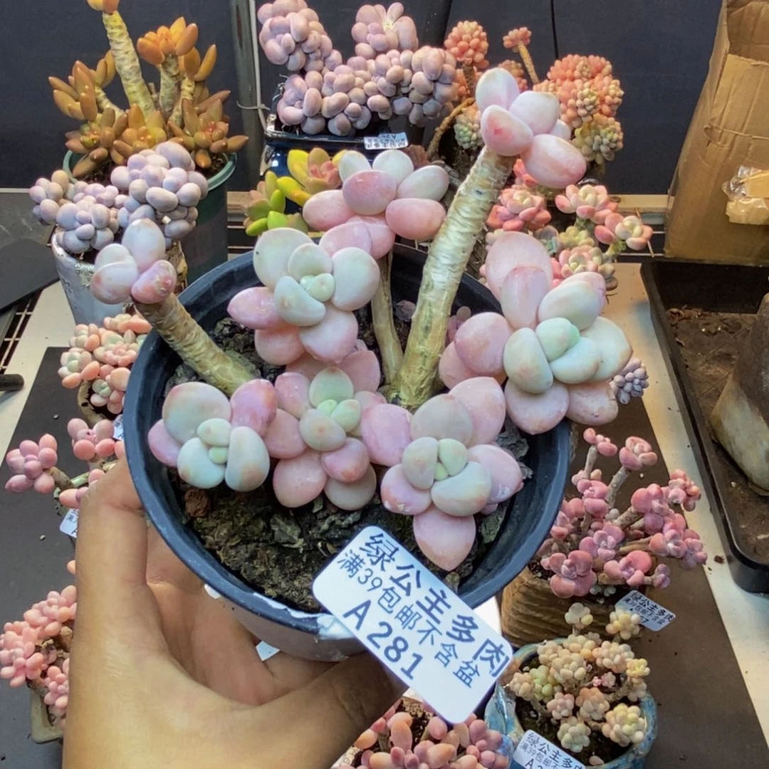 281橘子香水多肉8cm