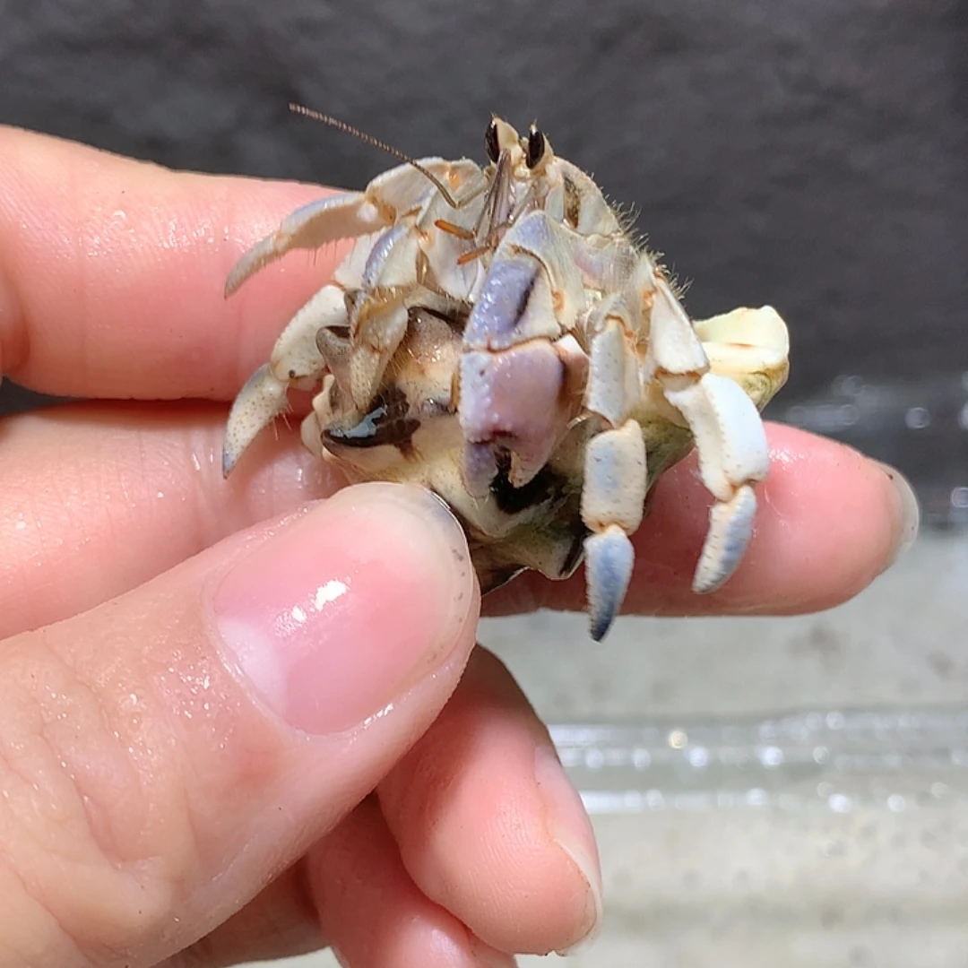 1.6口径奔跑的寄居蟹33号