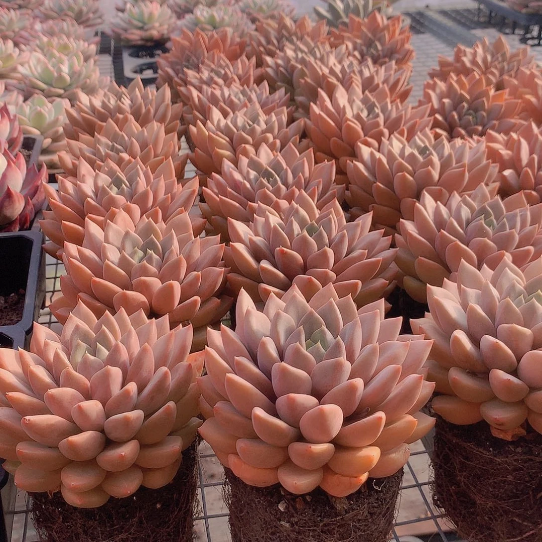 单头红象牙000000000000