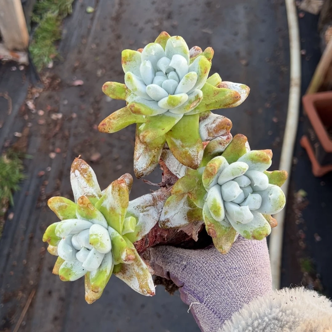 三头拇指哈哈哈哈哈哈