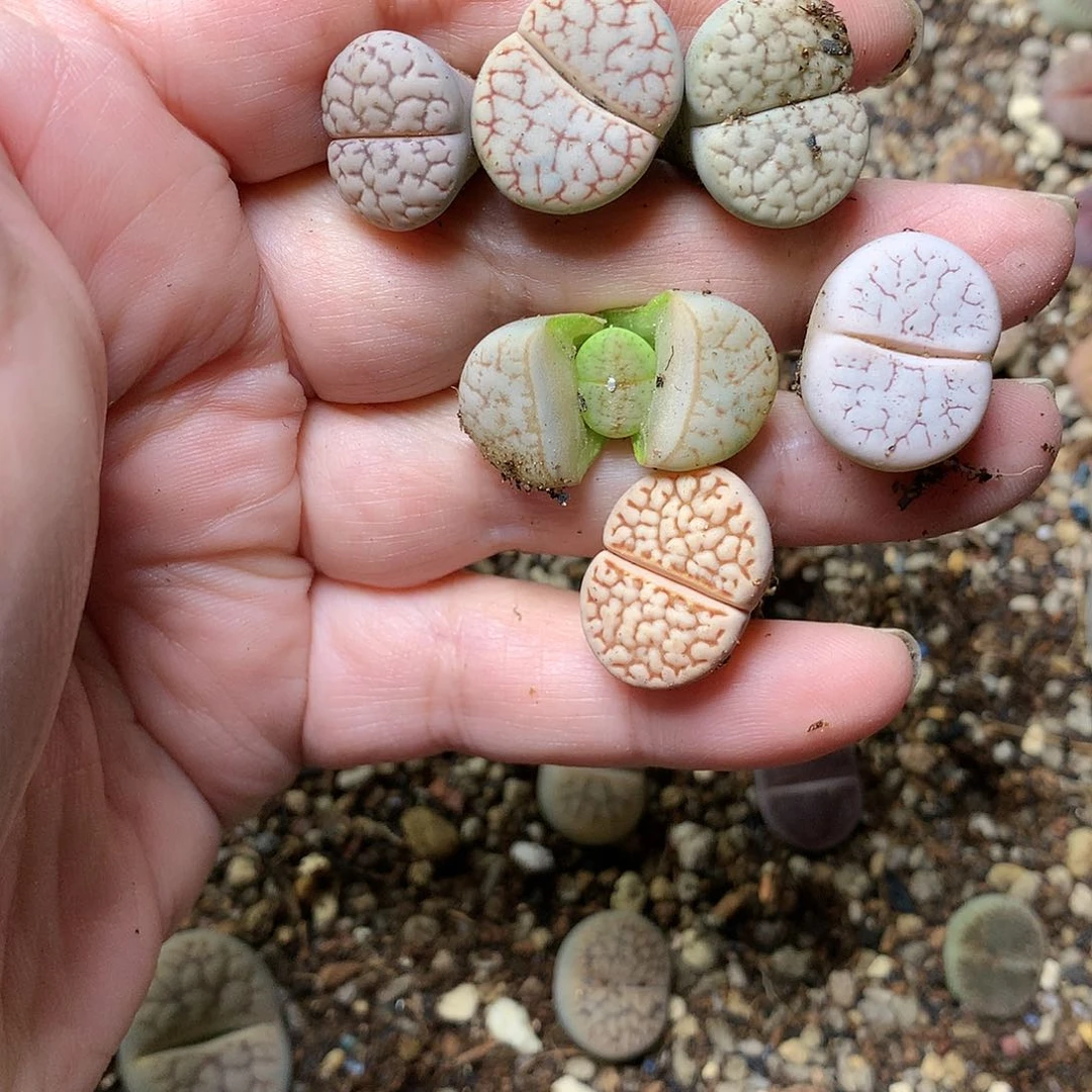少****?A300多肉植物