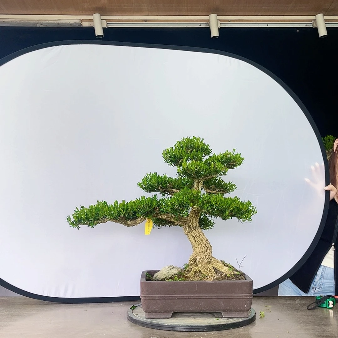 完全开放黄杨盆景四季常青