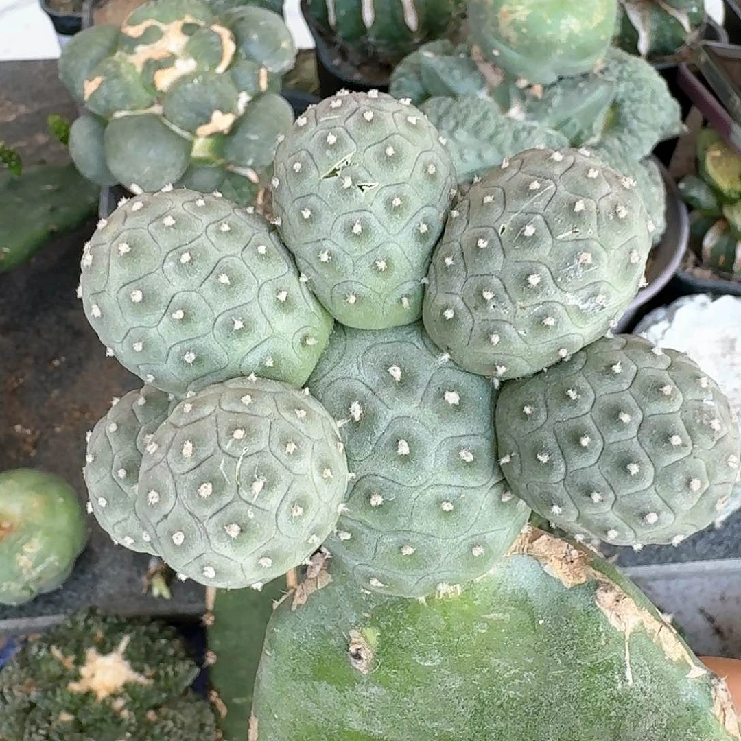 【闪购商品】无花朵八头大型绿波纹习521