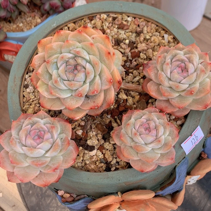 一物一拍脱土洛根发货126