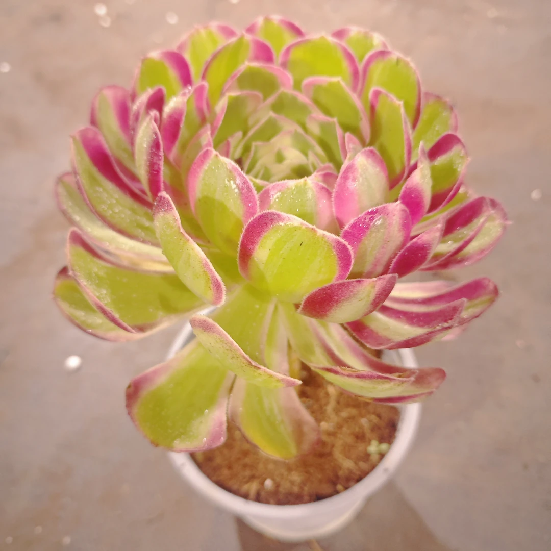 单头孔雀翎 雪山精品多肉好看好养绿植新手闭眼入一单包邮