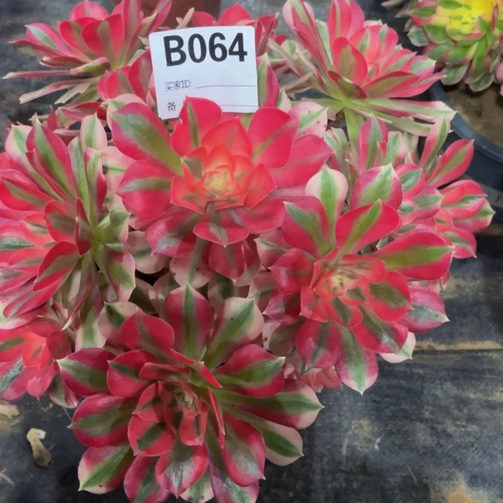 064女巫11111多肉