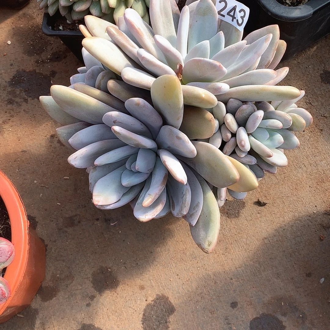 243 一物一拍多肉