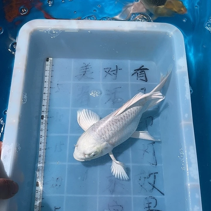 蝴蝶鲤渔场直发32