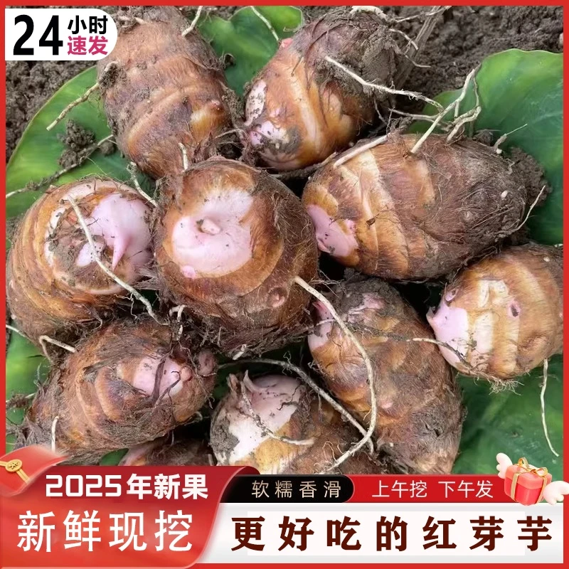 正宗江西铅山红芽芋口感粉糯农家自种精选小芋毛芋牛奶芋头包邮