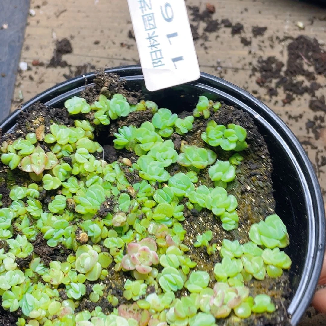 多肉植物多肉植物1162