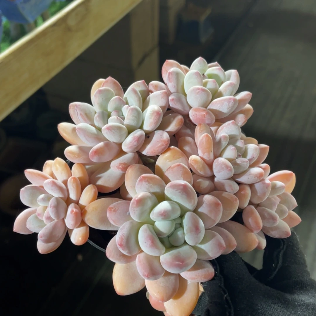 香水 一物一拍不支持退换