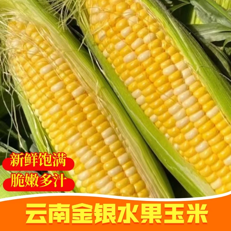 云南金银水果玉米新鲜现摘现发生吃脆甜爆浆颗粒饱满