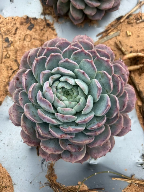 恩宠多肉 好养好看 一单包邮