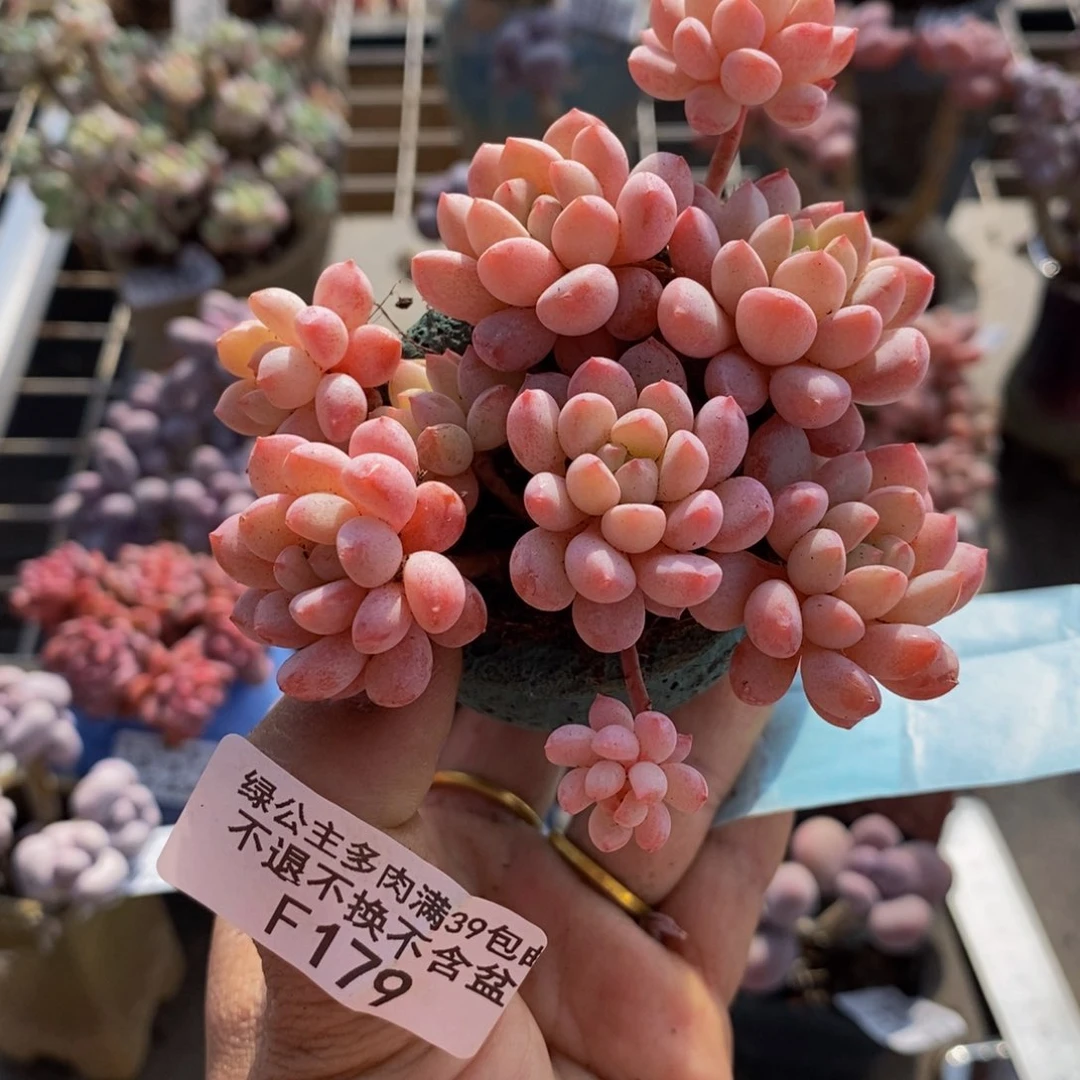 萌豆179/8cm多肉